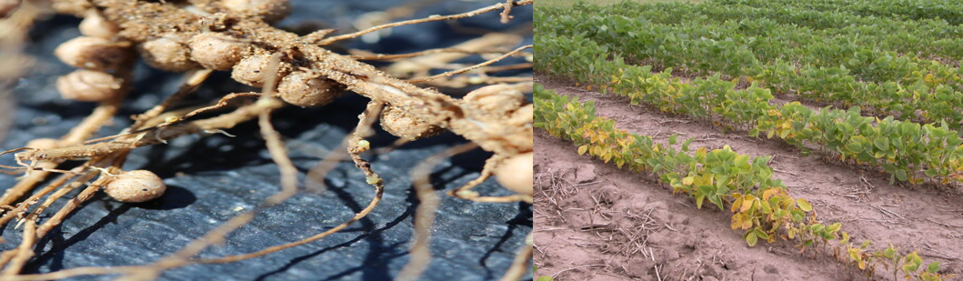 Soya Fasulyesi Kist Nematodu.png